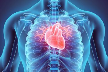 Xray Body Heart Highlighted